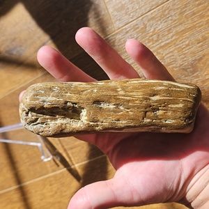 Petrified wood. Large piece.